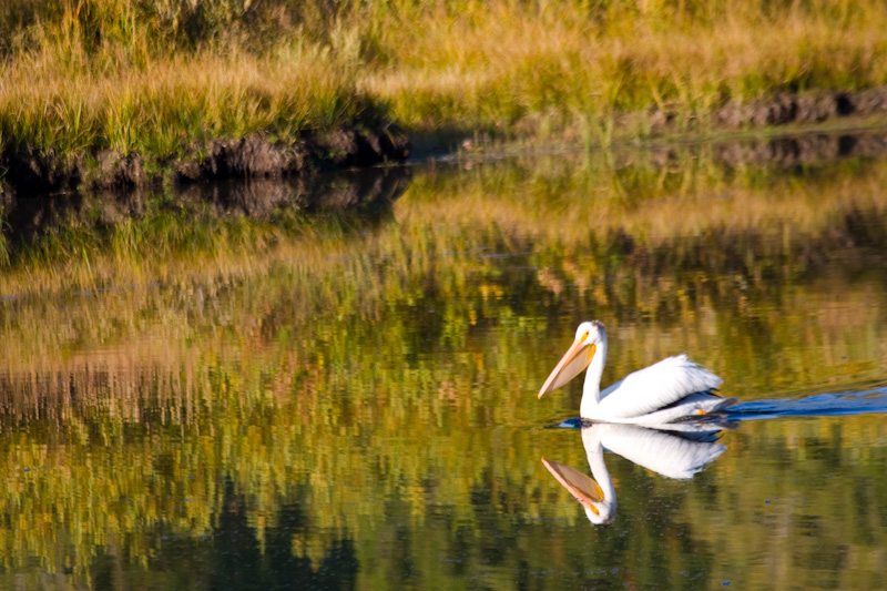 American White Pelican On Snake River